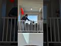 Dad wanna fly hi daughter 😍l #shortvideo