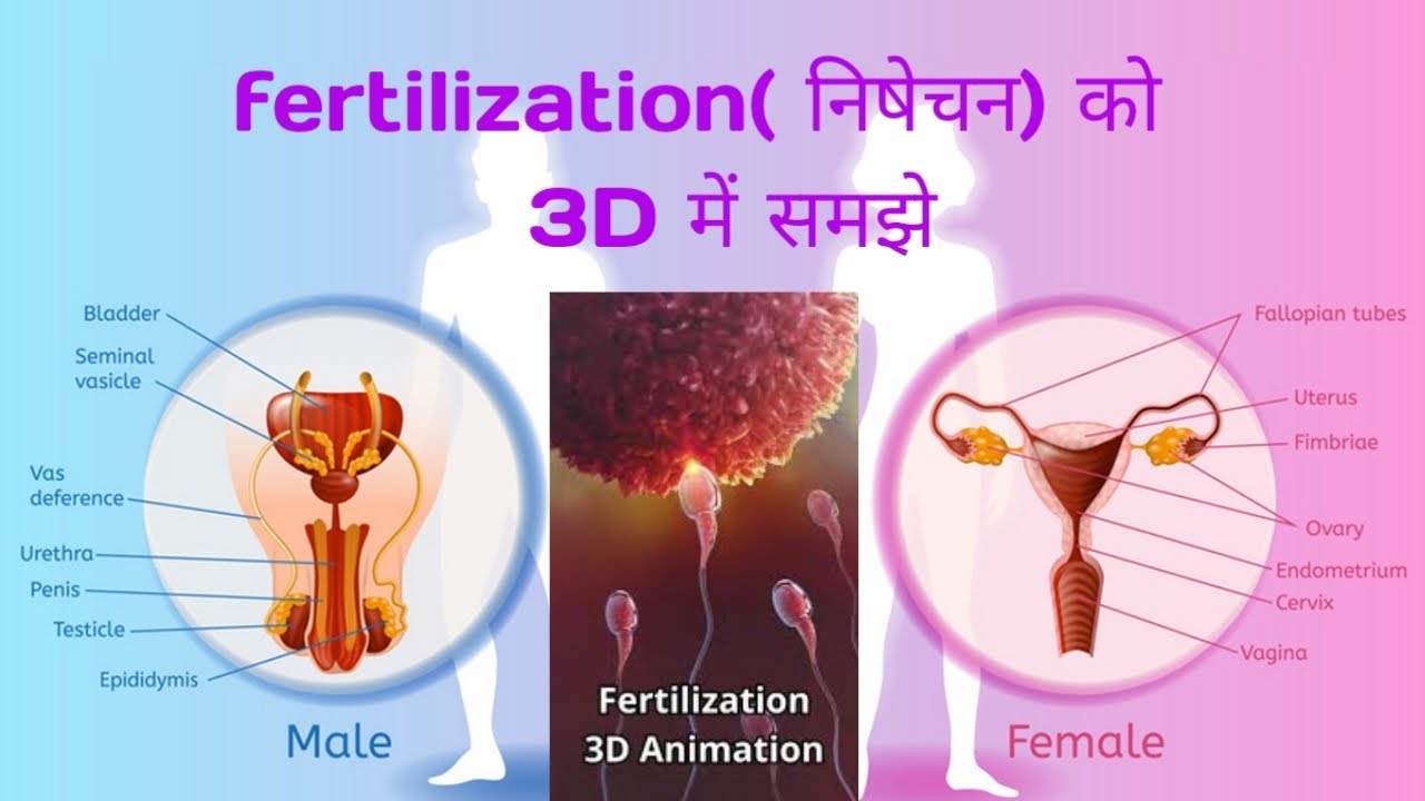 fertilization (निषेचन) कैसे होता h 3D animetion k द्वारा 