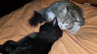 Cat  being bathed  by his sister! Cutest ever! / gato siendo bañado por su hermana  tiernisimo