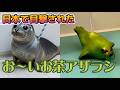 謎すぎる未確認生物「お〜いお茶アザラシ」