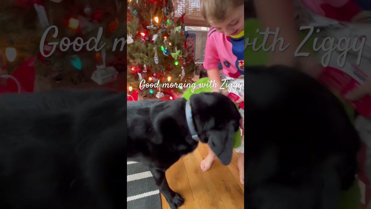 Adventures with Nicholas and Ziggy. 