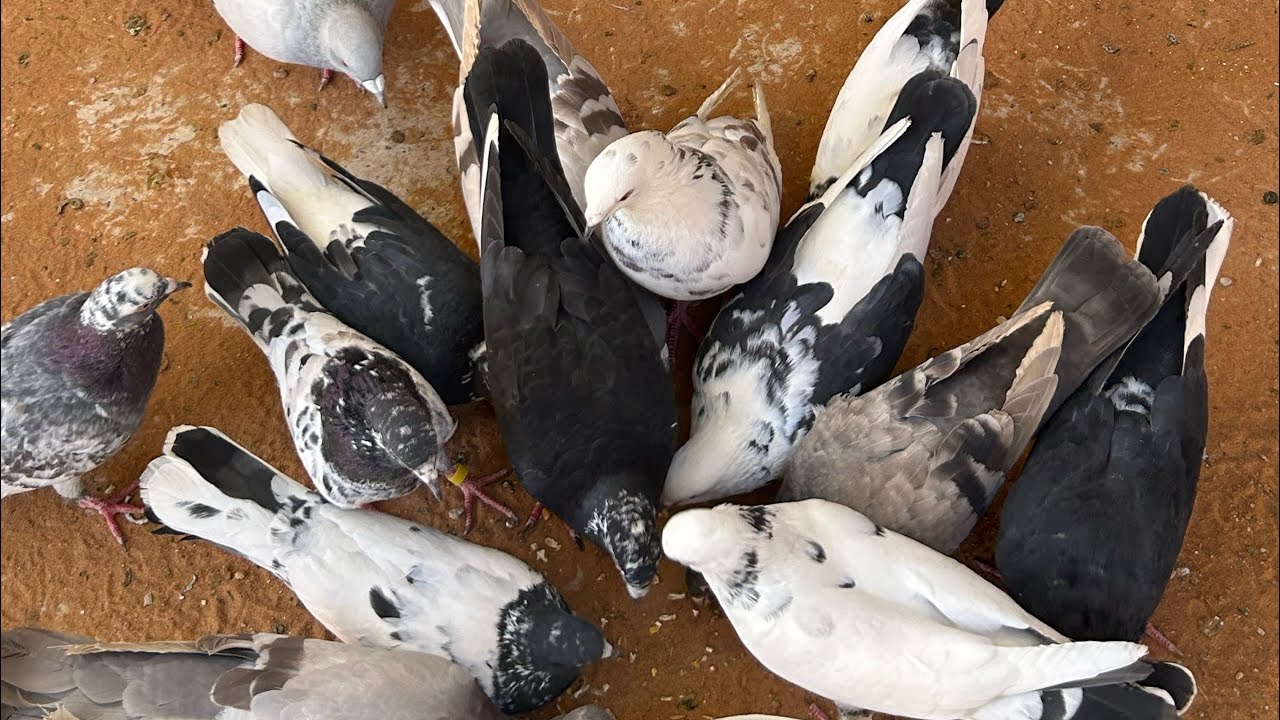 تغيرات عند الحما🕊️🕊️🐣❤️