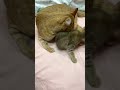 お世話を嫌がる子猫