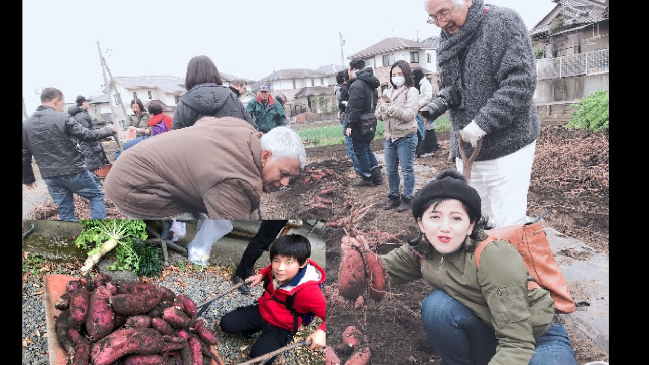 golek ketelo ning jepang😁🍀ubi/satsuma imo🥰