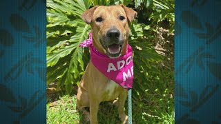 How to Celebrate National Bond With YOur Dog Day With The Hawaiian Humane Society