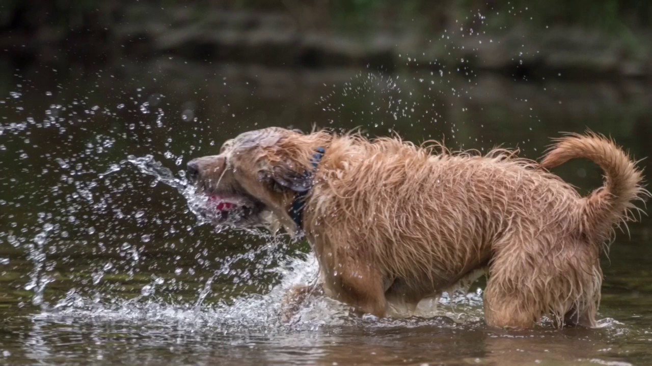 Hunde Fotoshooting YouTube
