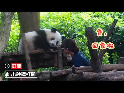 《熊貓早晚安》溫柔奶媽“收貓”記 | iPanda熊貓頻道