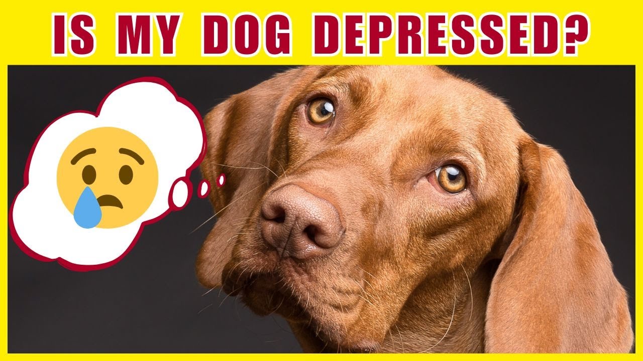 Is Your Dog Depressed? Signs Every Owner Should Know