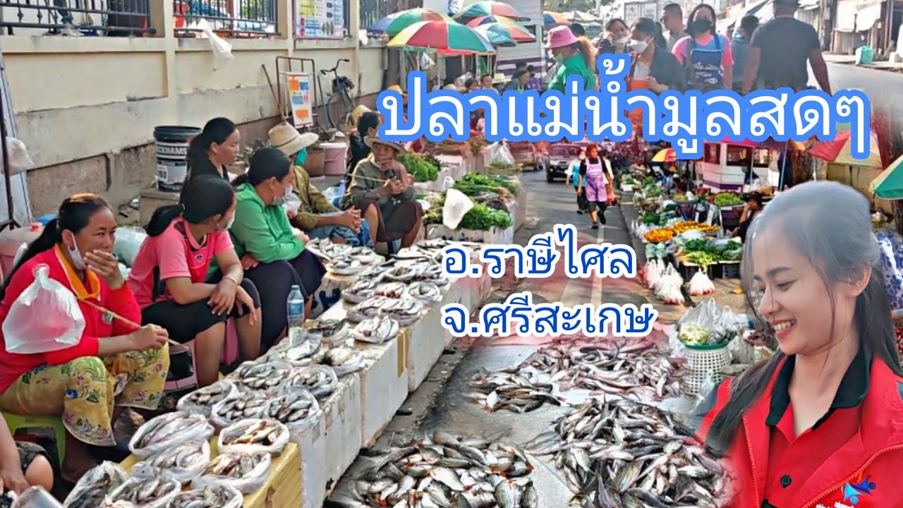 #ตลาดนัด ยามเย็น #ปลา สดๆจากแม่น้ำมูล จาก #เขื่อนราษีไศล #อำเภอราษีไศล #จังหวัดศรีสะเกษ