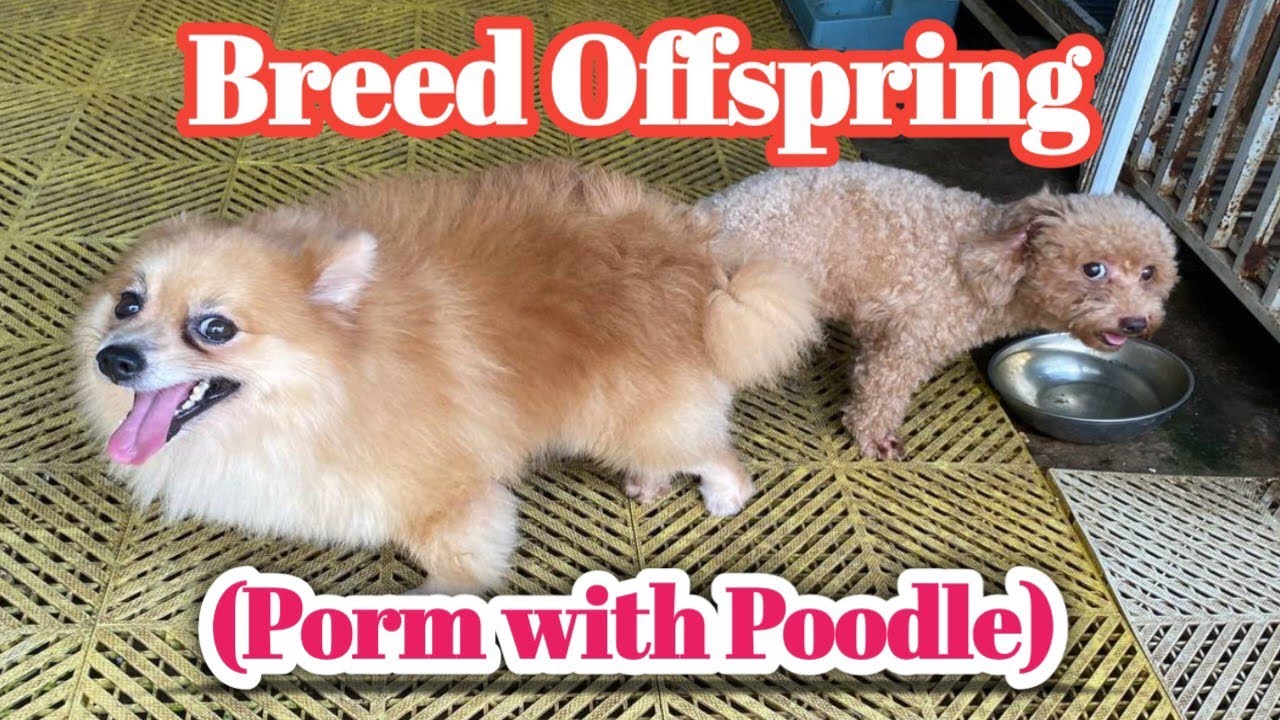Breed Offspring (Porm with Poodle) #camvetclinic #dog #breeding - YouTube