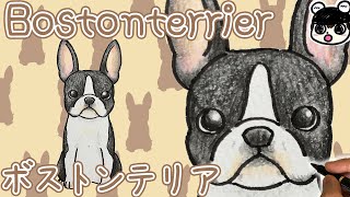 【Dog】How to draw Boston terrier | step by step