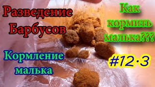 #12.3 Разведение Барбусов (Кормление мальков) разведение аквариумных рыбок