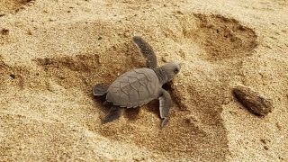 New Born Baby Turtles Being Released into the Ocean | São Tomé and Príncipe