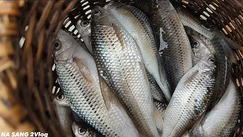 Câu Cá Suối 2023 ( Pa Khính ) P1 | NA SANG 2 Vlog