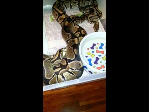 Ball pythons locked up (mating) October 31, 2013