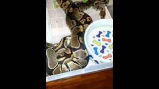 Ball pythons locked up (mating) October 31, 2013