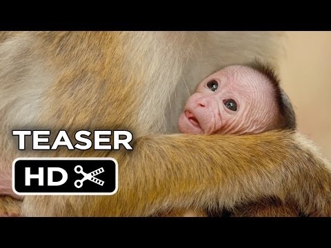 Monkey Kingdom Official Teaser #1 (2015) - Disneynature Documentary HD