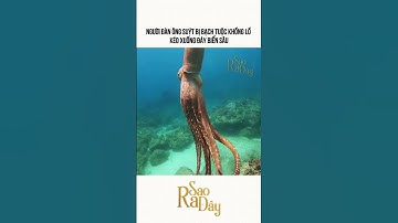 NGƯỜI ĐÀN ÔNG SUÝT BỊ BẠCH TUỘC KHỒNG LỒ KÉO XUỐNG ĐÁY BIỂN SÂU