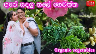 අපේ වස විස නැති වගාව | වවන්නෝ දිනන්නෝ | my rooftop garden | ridma pilapitiya