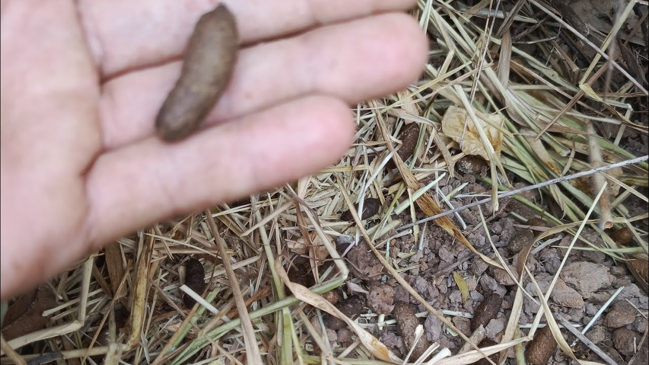 ใส่บ้วงดักหนู หลักฐานขนาดนี้ตัวจะขนาดไหน 