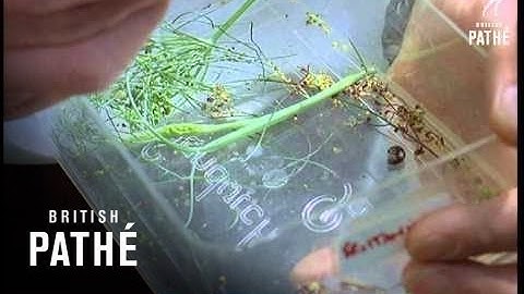 Out Takes / Cuts From Cp 712 - Roman Ruins, We Love Lepidoptera, Space Age Latin Lesson (1968)