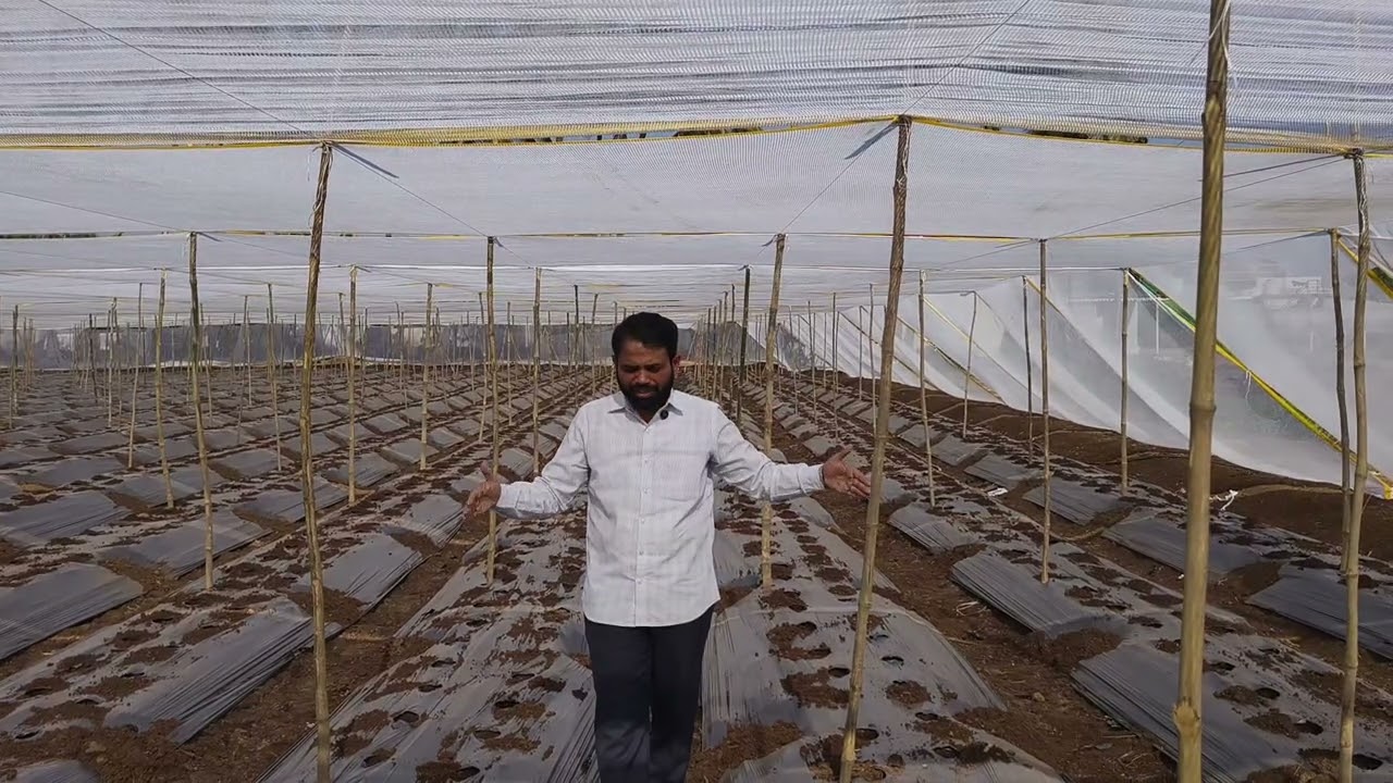 उन्हाळी सिमला मिरची व मिरची लावताना अंतर व रोपे किती बसले पाहिजे? #borgave_technology #borgave 