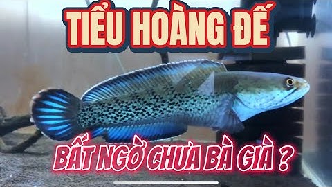 CHANNA STEWARTII - CÁ LÓC TIỂU HOÀNG ĐẾ