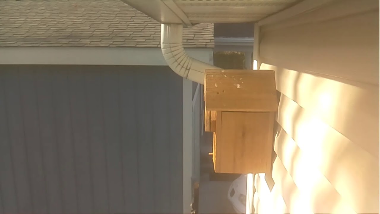 Bird Nest Live Stream YouTube