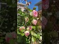 ガーデニング🌼#れおくん#バラ#gardening#flowers#rose#れおくんガーデン