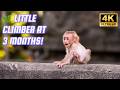 🐵 Celebrating Baby STEELY's 3-Month Birthday in Nature ( 18 June 2026 )