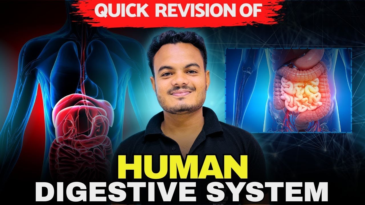 Что такое пищеварительная система на хинди | Анатомия пищеварительной системы | Бакалавр наук по ...