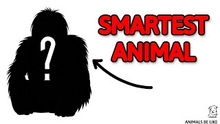 Top 10 Genius Animals With Insane Intelligence