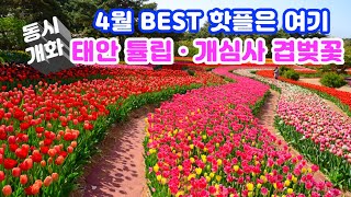 [4월 BEST 봄꽃 핫플은 여기] 태안 튤립 · 서산 개심사 겹벚꽃이 4월 셋째 주  동시 개화하여 하루에 최고 핫플 두 곳을 걸을 수 있습니다