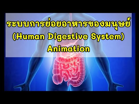 ระบบการย่อยอาหารของมนุษย์ (Human Digestive System) : Animation #ระบบการย่อยอาหาร #digestivesystem