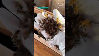 How To Move A Beehive