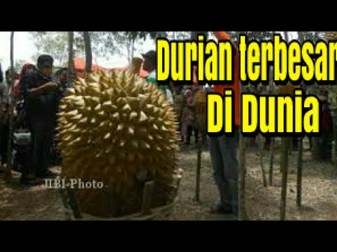 Unik tapi nyata Durian terbesar di dunia THE BIGGEST Unik tapi nyata Durian terbesar di dunia THE BIGGEST