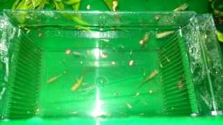 Guppy Fry Update *Green Tub*