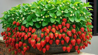 Grow Juicy Strawberries in Car Tires – Simple & Cheap!