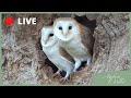Barn Owls LIVE from North Yorkshire UK | Barn Owls in Nest