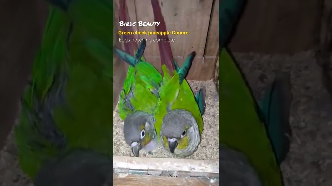Green check pineapple Conure eggs hatching complete shorts shortvideo