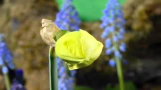 Timelapse Daffodil double (Gymnastics)