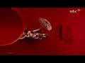 MBC 1 2025 IDENT 11 MBC 1 2025 IDENT 11