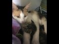 ある日、仲良くなった野良猫が子猫を連れて現れた。さらに促されるまま後を追うと、助けが必要な別の子猫を発見!その後・・・【nekoの部屋】