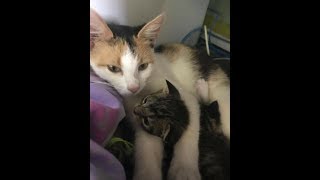 ある日、仲良くなった野良猫が子猫を連れて現れた。さらに促されるまま後を追うと、助けが必要な別の子猫を発見!その後・・・【nekoの部屋】