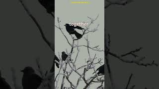 Download Lagu A murder of Crows: Animal Facts MP3