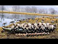 11 MAN LIMIT!!! EPIC Goose Hunting in New Jersey 2018