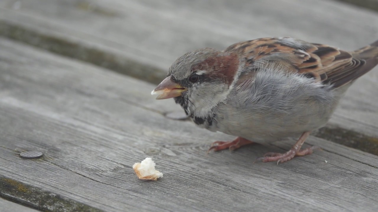Puławy - ścieżkami przyrody HD