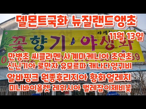   씨클라멘 뉴질랜드앵초 대문자초 사랑초 초연초 꽃향기야생화