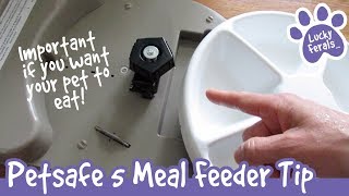 Important! Petsafe 5 Meal Feeder Automatic Cat Feeder Tip