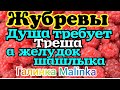 Жубревы Life Vlog /Обзор Влогов /Когда душа требует Треша, а желудок Шашлыка //